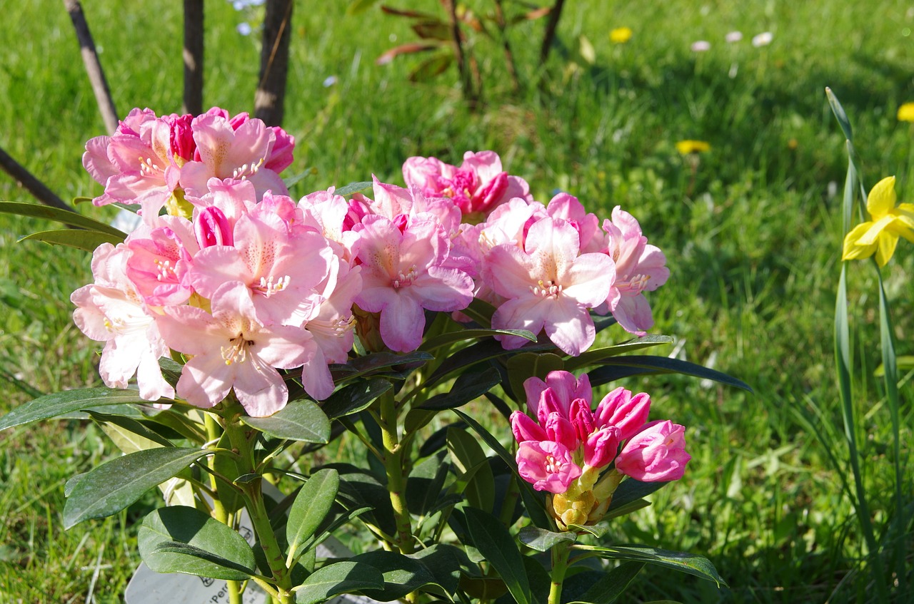 Gėlė,  Pobūdį,  Augalų,  Sodas,  Žydi,  Rhododendron, Nemokamos Nuotraukos,  Nemokama Licenzija