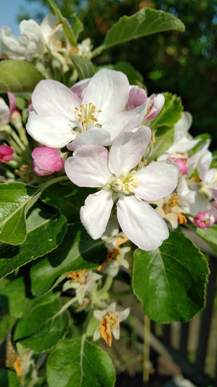 Gėlė,  Pobūdį,  Augalų,  Lapų,  Sodas,  Apple,  Gėlės,  Žiedlapis,  Medis,  Bud