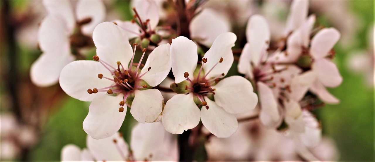 Gėlė,  Pobūdį,  Floros,  Lapų,  Sezonas,  Medis,  Vainiklapis, Nemokamos Nuotraukos,  Nemokama Licenzija