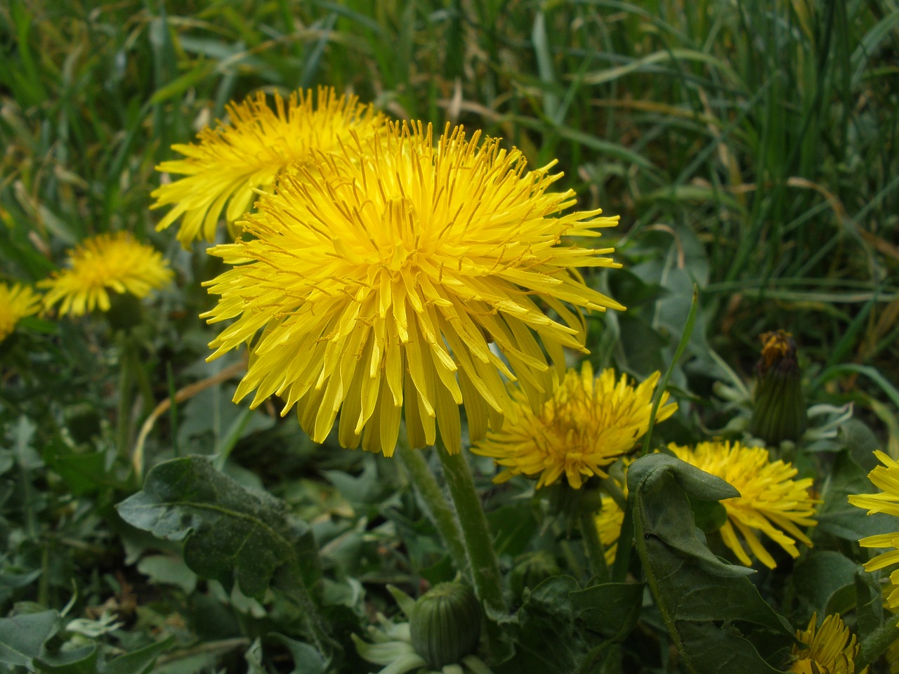 Gėlė,  Pobūdį,  Floros,  Vasara,  Laukas, Nemokamos Nuotraukos,  Nemokama Licenzija