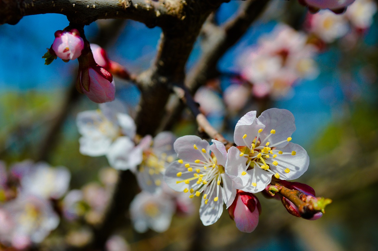 Gėlė,  Medis,  Pavasaris,  Žydėjimo Šaką,  Žydėjimo Medį,  Sakura,  Vyšnia,  Apple,  Abrikosų,  Iš Arti