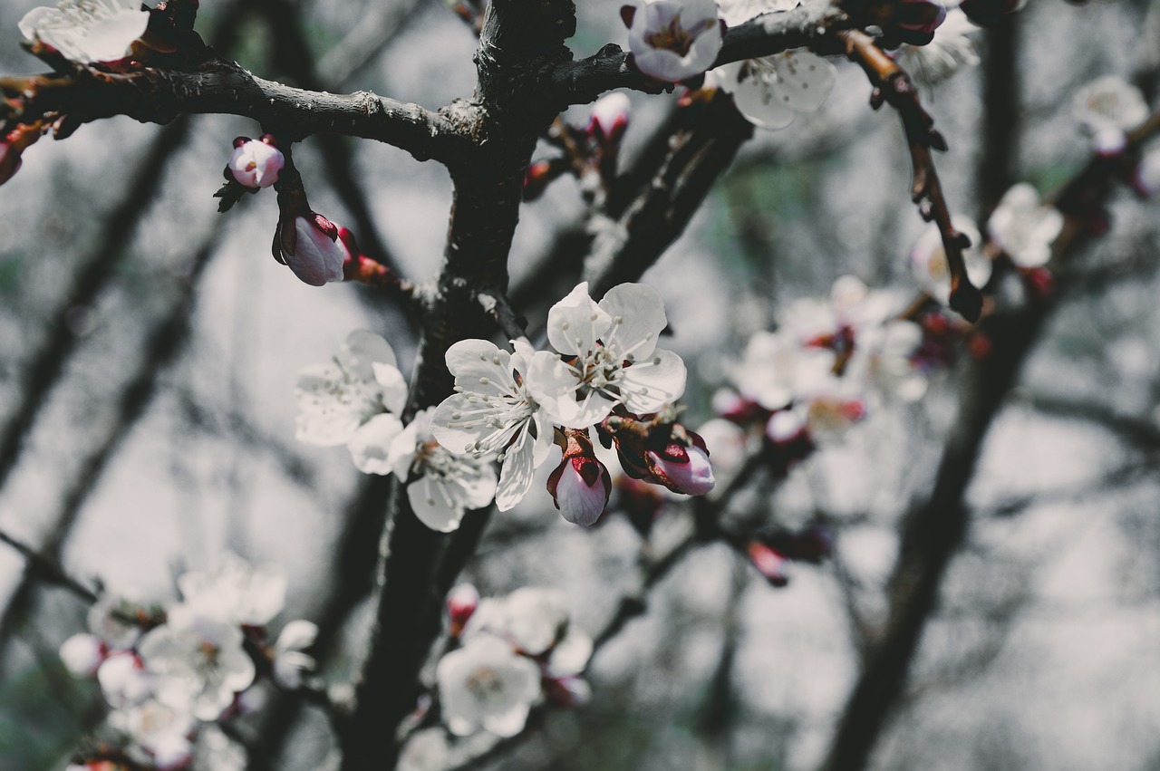 Gėlė,  Medis,  Pavasaris,  Žydėjimo Šaką,  Žydėjimo Medį,  Sakura,  Vyšnia,  Apple,  Abrikosų,  Iš Arti