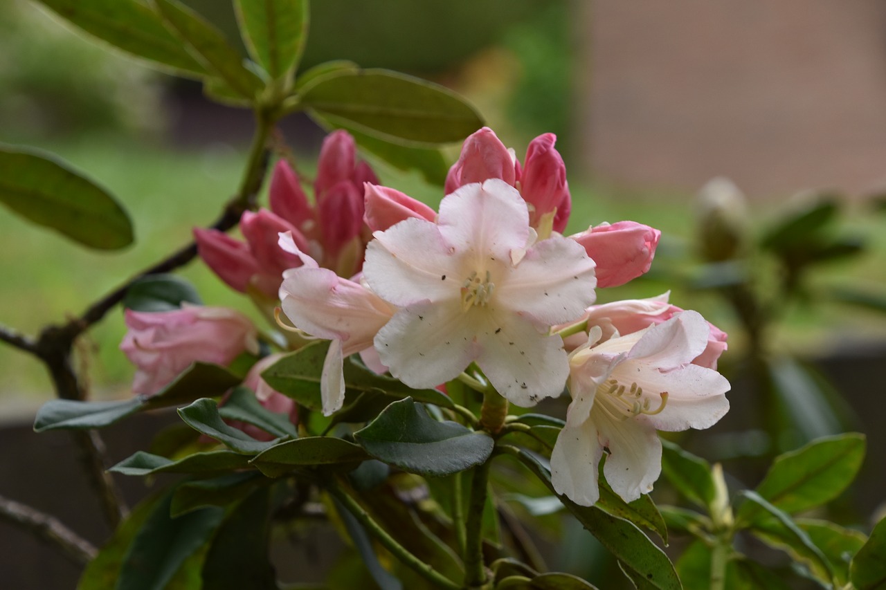 Gėlė,  Pobūdį,  Augalų,  Lapų,  Sodas,  Azalea, Nemokamos Nuotraukos,  Nemokama Licenzija