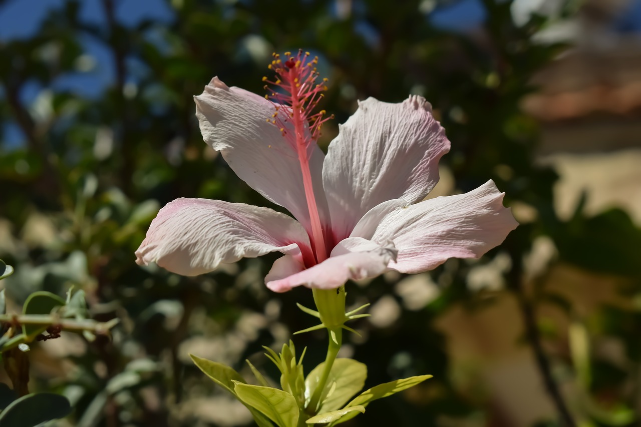 Gėlė,  Pobūdį,  Floros,  Sodas,  Rožinis,  Žydi, Nemokamos Nuotraukos,  Nemokama Licenzija