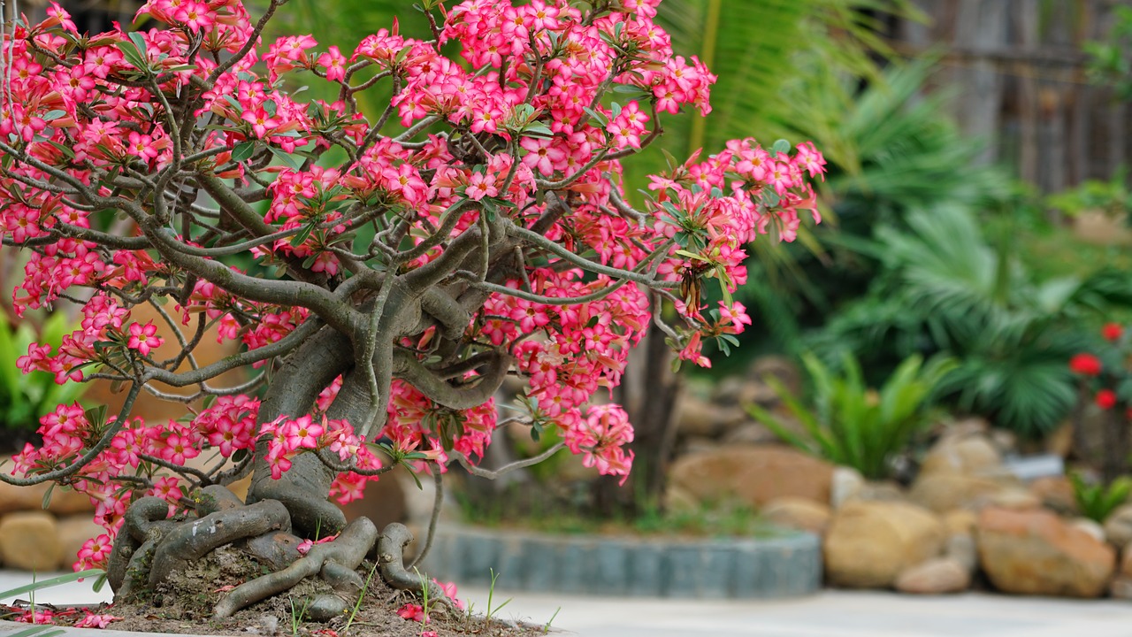 Gėlė,  Floros,  Pobūdį,  Sodas,  Medis,  Bonsai,  Žydi,  Lapų,  Natūralus,  Rožinis