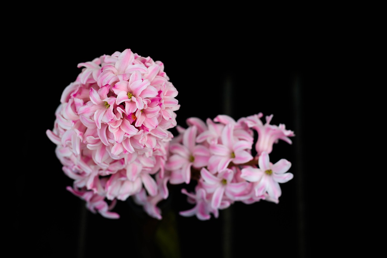 Gėlė,  Floros,  Pobūdį,  Žiedlapis,  Gėlių,  Gražus,  Žydi,  Spalva,  Vasara,  Šviesus