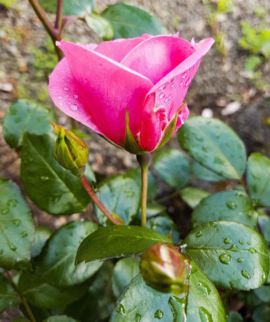 Gėlė,  Pobūdį,  Floros,  Lapų,  Sodas,  Iš Arti,  Žiedlapis,  Rožė, Nemokamos Nuotraukos,  Nemokama Licenzija