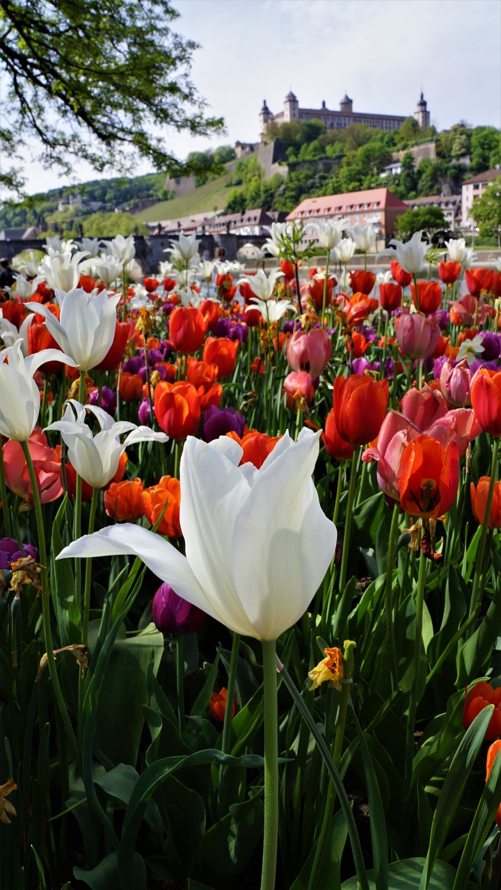 Gėlė,  Tulpė,  Pobūdį,  Augalų,  Sodas,  Würzburg,  Pilis,  Pavasaris,  Sodai, Nemokamos Nuotraukos