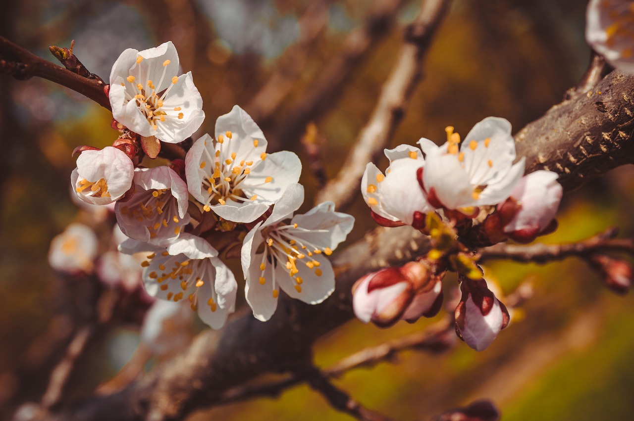 Gėlė,  Medis,  Pavasaris,  Žydėjimo Šaką,  Žydėjimo Medį,  Sakura,  Vyšnia,  Apple,  Abrikosų,  Iš Arti