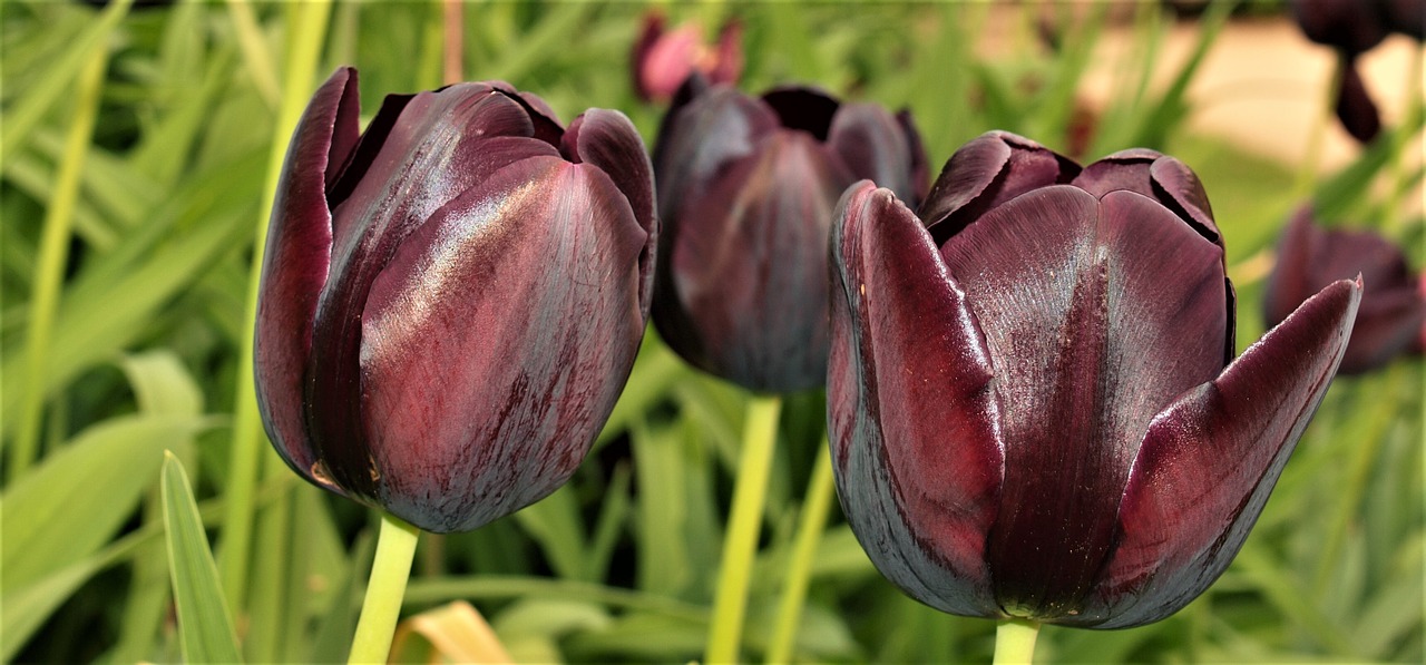 Gėlė,  Pobūdį,  Floros,  Vasara,  Lauke,  Tulpė,  Gėlių,  Vainiklapis, Nemokamos Nuotraukos,  Nemokama Licenzija