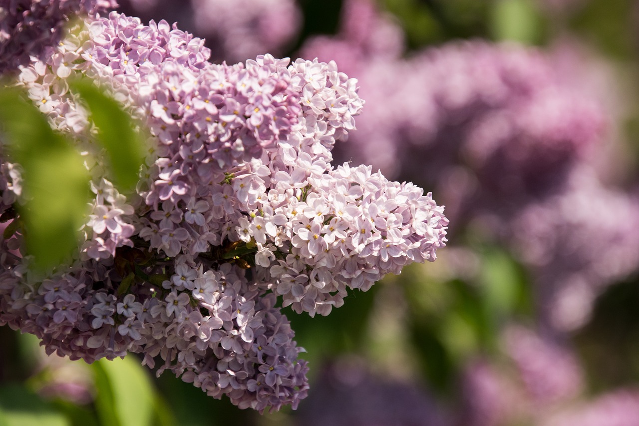 Gėlė,  Pobūdį,  Augalų,  Gėlės,  Lapų,  Alyvinė,  Violetinė, Nemokamos Nuotraukos,  Nemokama Licenzija