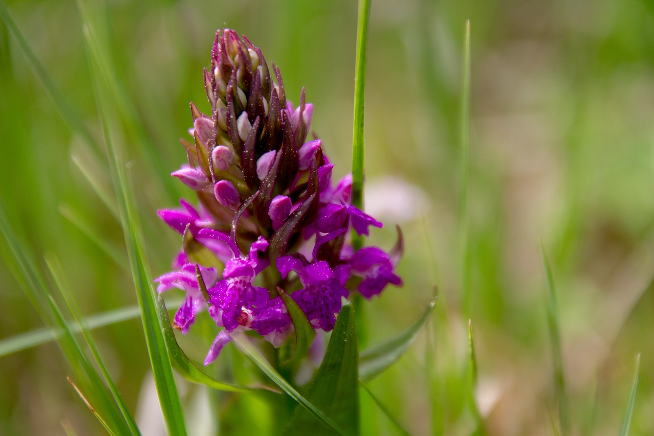 Gėlė,  Augalų,  Pobūdį,  Laukas,  Žolė,  Smailu Gėlių,  Ašmenys Žolės,  Kraštovaizdis,  Violetinė,  Žalias