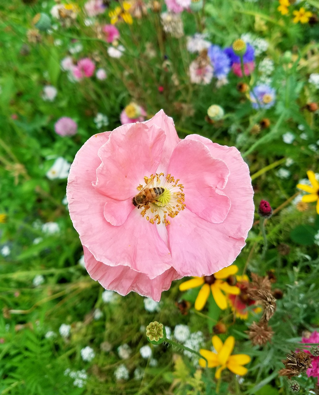 Gėlė,  Pobūdį,  Floros,  Vasara,  Gėlių,  Bitė, Nemokamos Nuotraukos,  Nemokama Licenzija