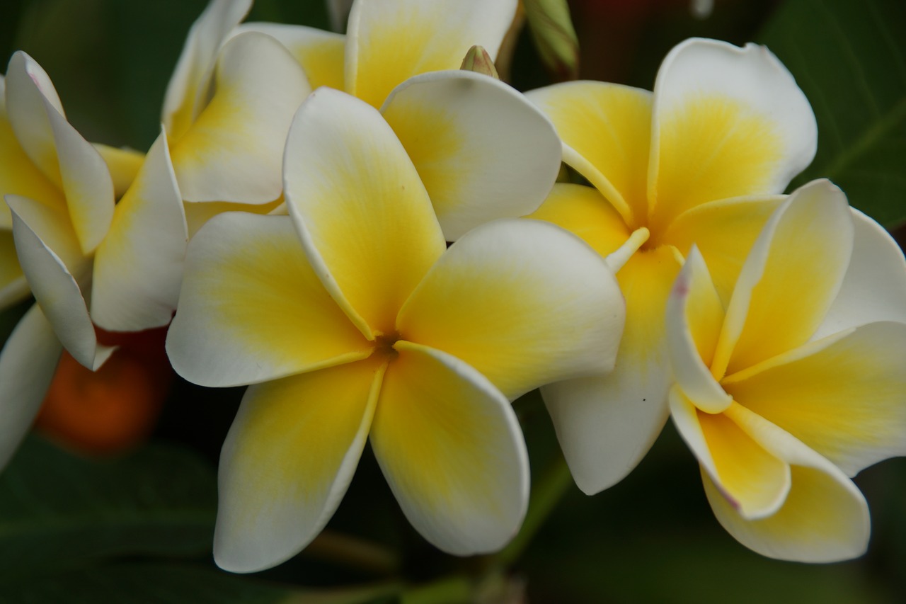 Gėlė,  Tropical,  Pobūdį,  Floros,  Frangipani,  Žiedlapis,  Gėlių,  Žydi,  Vasara, Nemokamos Nuotraukos