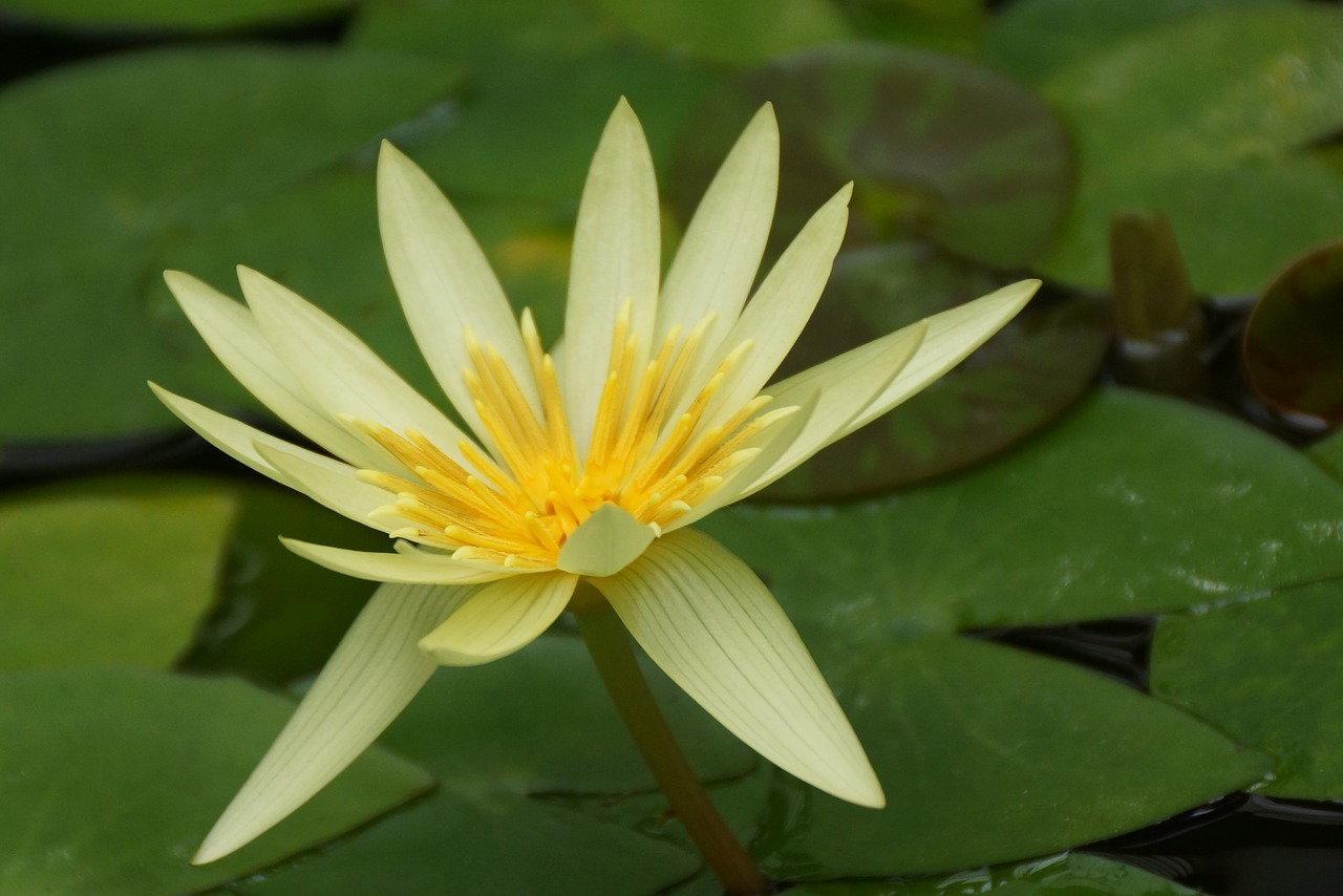 Gėlė,  Pobūdį,  Lapų,  Baseinas,  Floros,  Lotus,  Lelija,  Gėlių, Nemokamos Nuotraukos,  Nemokama Licenzija