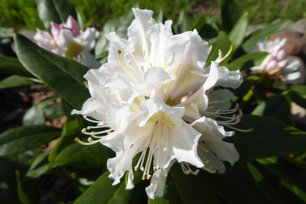 Gėlė,  Pobūdį,  Augalų,  Lapų,  Sodas,  Rhododendron,  Baltos Spalvos,  Žalias,  Augmenija, Nemokamos Nuotraukos