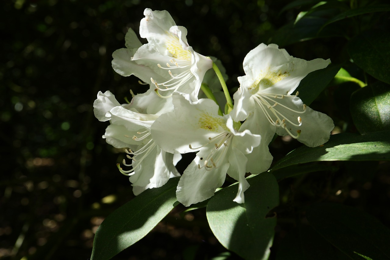 Gėlė,  Augalų,  Pobūdį,  Sodas,  Lapų,  Rhododendron,  Lapai,  Baltos Spalvos,  Pavasaris,  Žydi