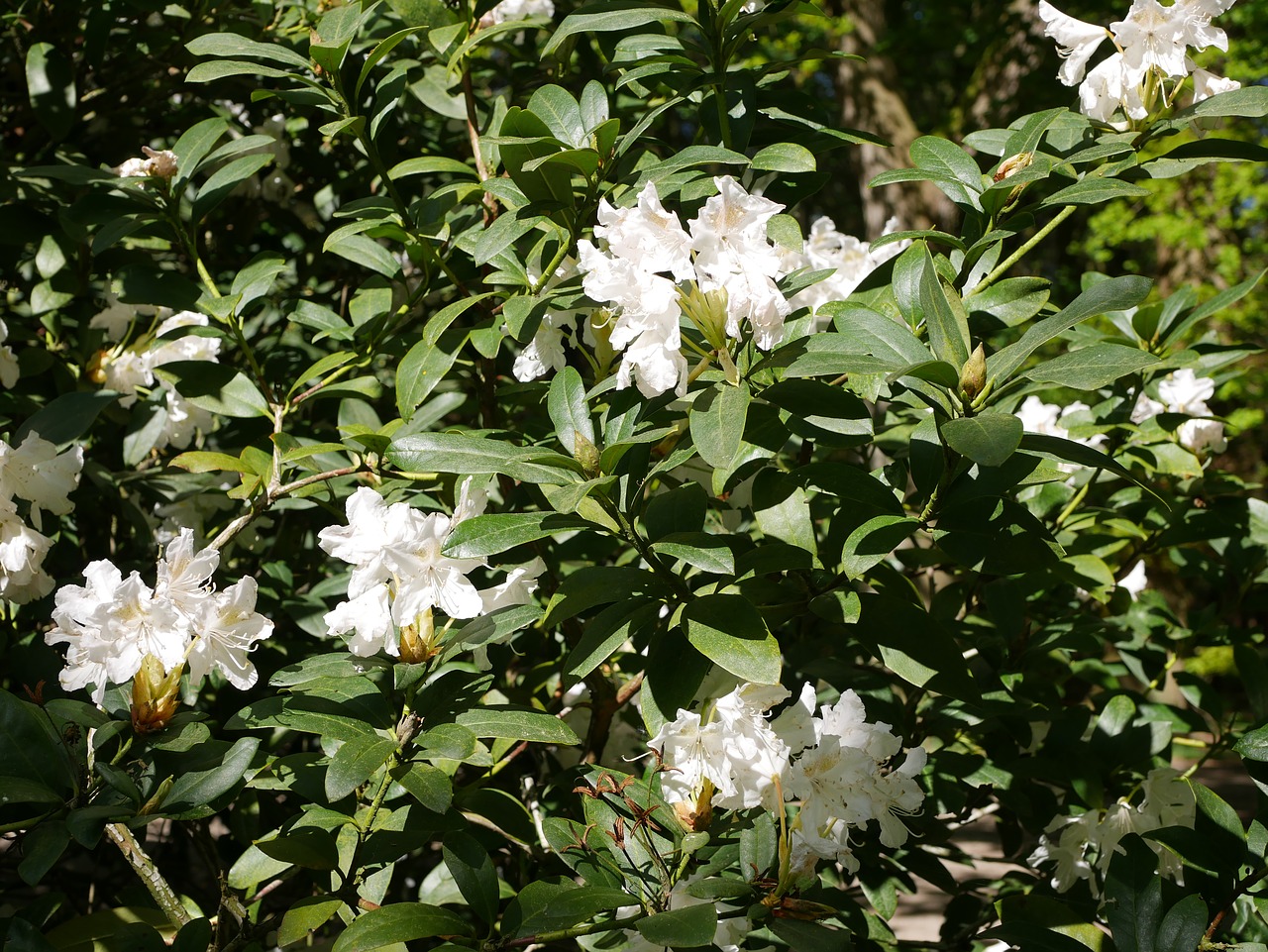 Gėlė,  Augalų,  Lapų,  Pobūdį,  Rhododendron,  Baltos Spalvos,  Šviesus,  Vasaros Pradžioje,  Žiedas,  Žydi