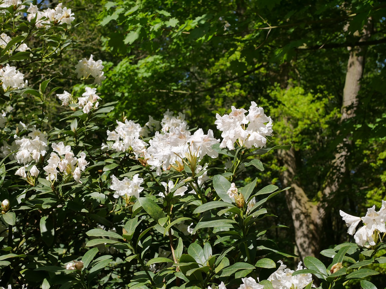 Gėlė,  Augalų,  Lapų,  Pobūdį,  Rhododendron,  Baltos Spalvos,  Šviesus,  Vasaros Pradžioje,  Žiedas,  Žydi