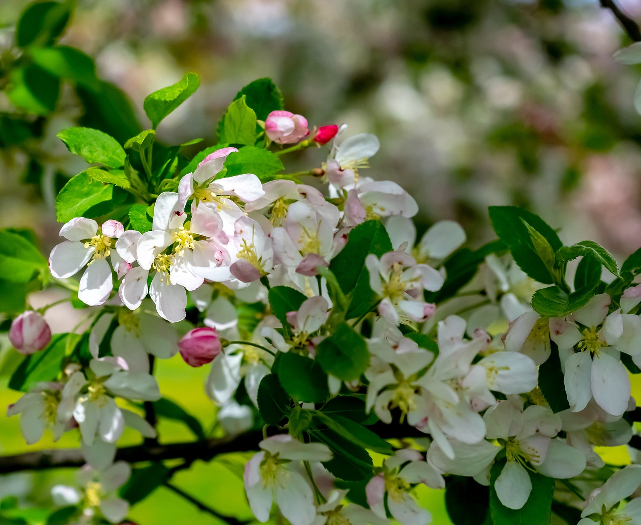 Gėlė,  Floros,  Pobūdį,  Sodas,  Lapų,  Medis,  Žydėjimo,  Pavasaris,  Sezonas,  Žalias