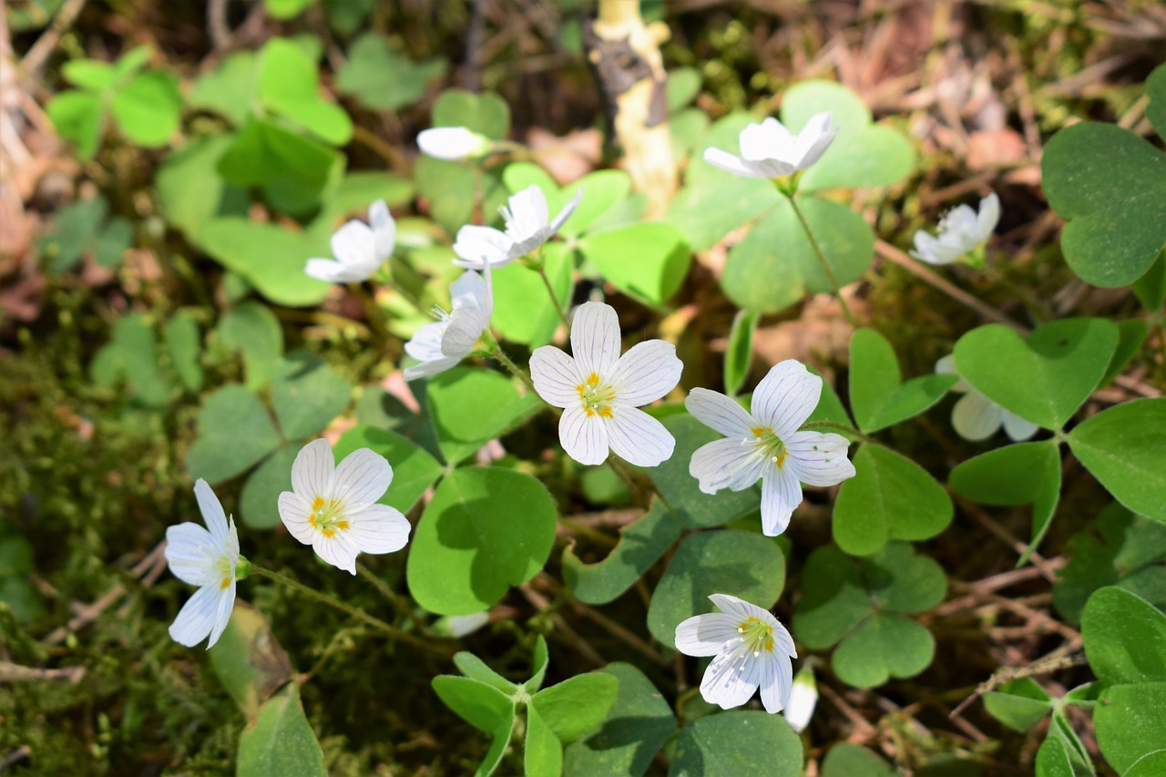 Gėlė,  Augalų,  Pobūdį,  Lapas,  Krupnyj Planas,  Šviesus,  Mažai,  Laukinių Augalų,  Oxalis,  Oksalis