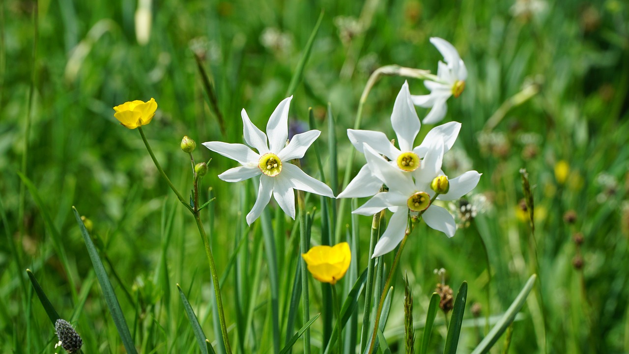 Gėlė,  Pobūdį,  Augalų,  Žolė,  Meadow,  Avants,  Šveicarija,  Žalias,  Žolės,  Narcizai