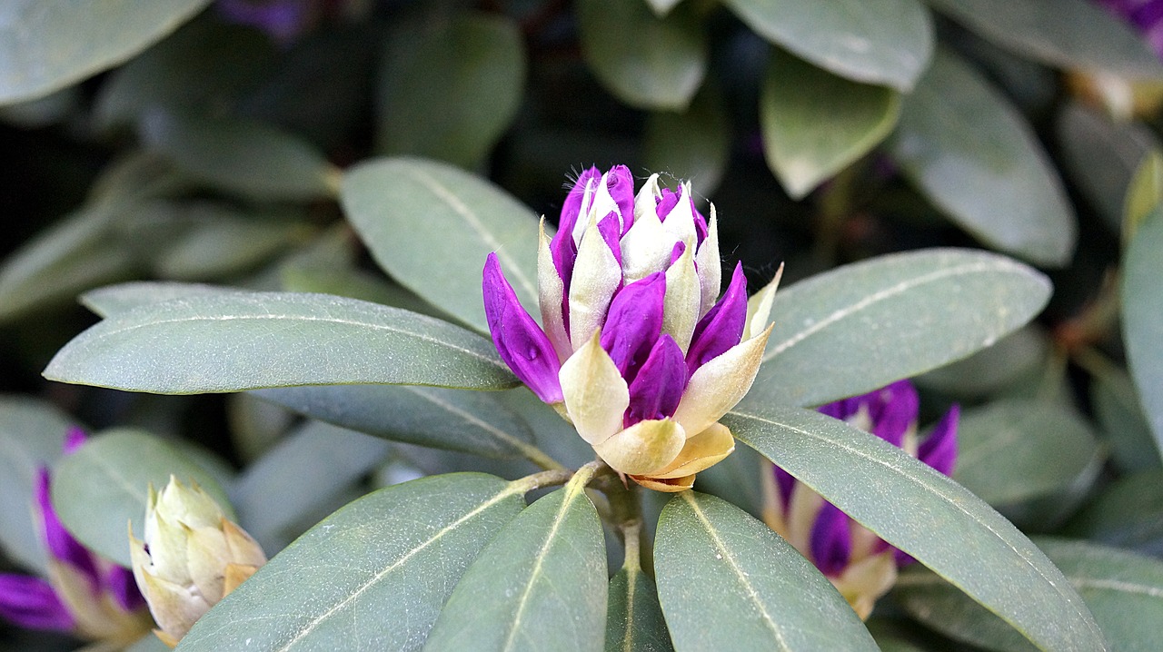 Gėlė,  Žiedas,  Žydi,  Rhododendron,  Augalų,  Violetinė Gėlė,  Iš Arti,  Pavasaris, Nemokamos Nuotraukos,  Nemokama Licenzija