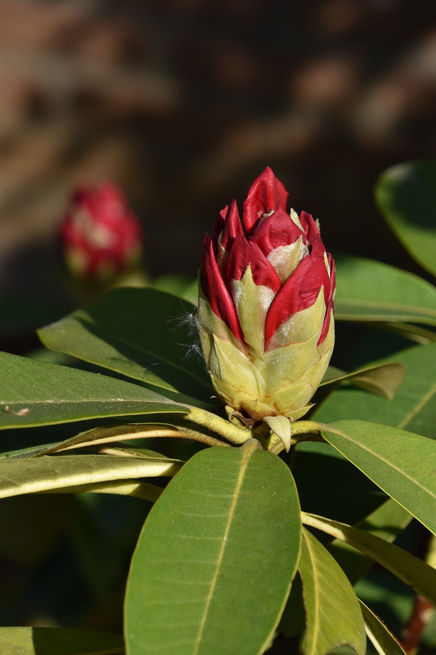 Gėlė,  Rhododendron,  Žydėjimo,  Sodas,  Pobūdį,  Žiedlapiai,  Pavasaris,  Bud,  Augalų,  Lapų