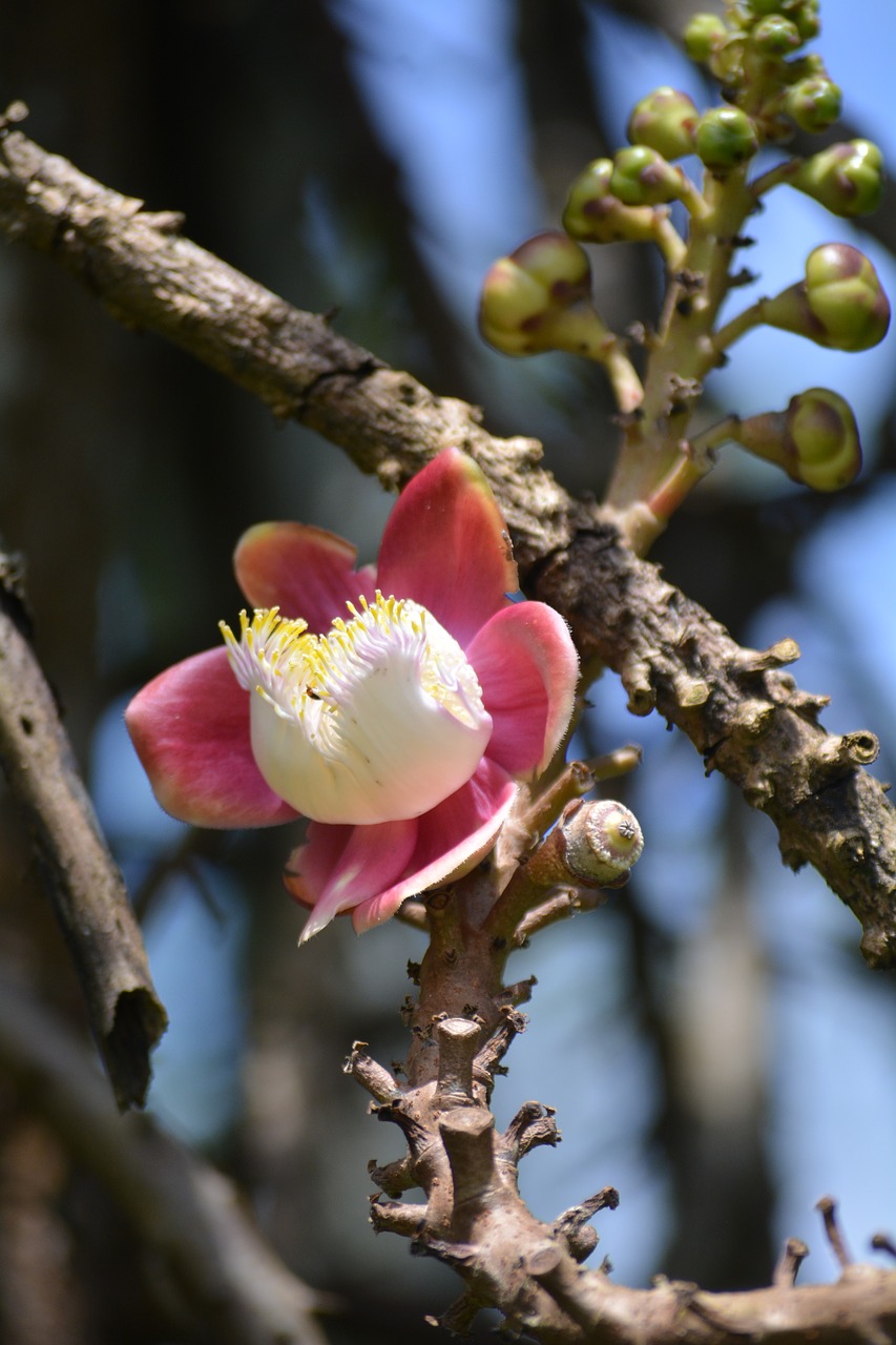 Gėlė,  Pobūdį,  Miškas,  Gėlės,  Rosa,  Augalų,  Spalvinga,  Grožis, Nemokamos Nuotraukos,  Nemokama Licenzija