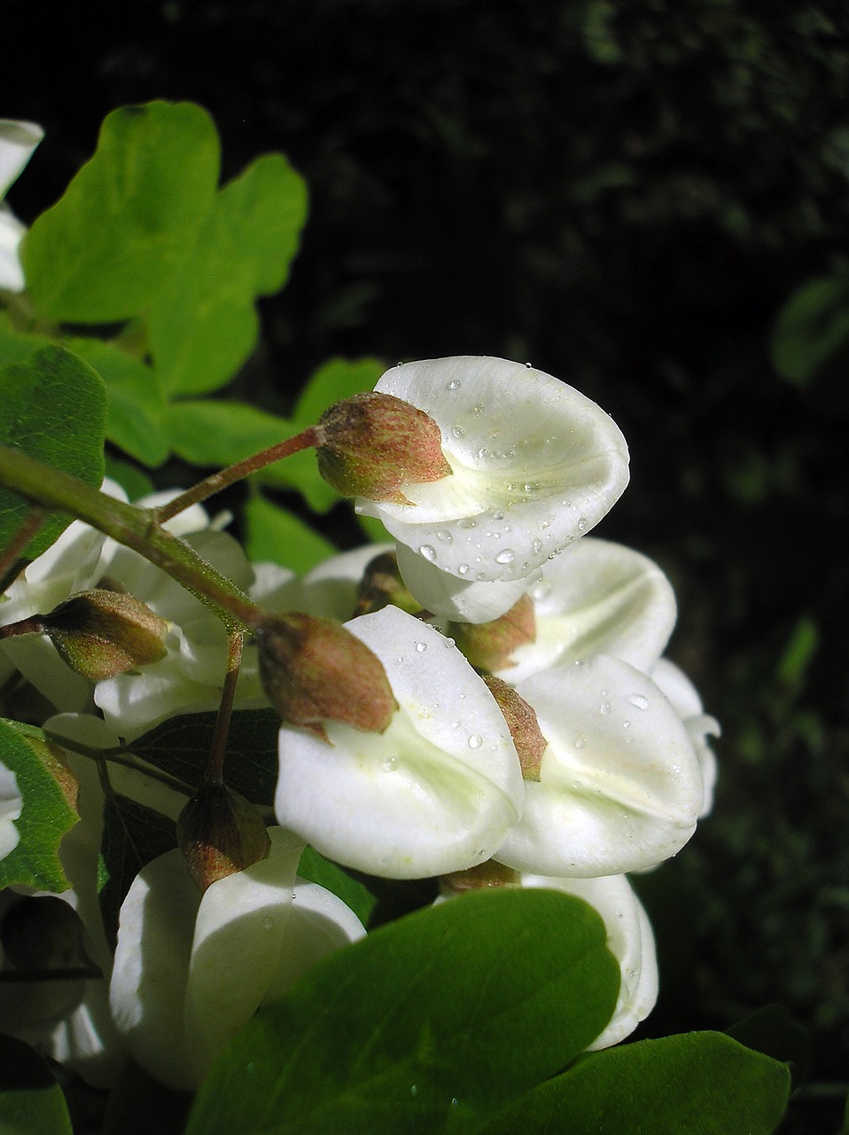 Gėlė,  Acacia,  Pavasaris,  Žydi Medis,  Šaka,  Baltos Gėlės,  Žydėti Gėlės,  Medis, Nemokamos Nuotraukos,  Nemokama Licenzija