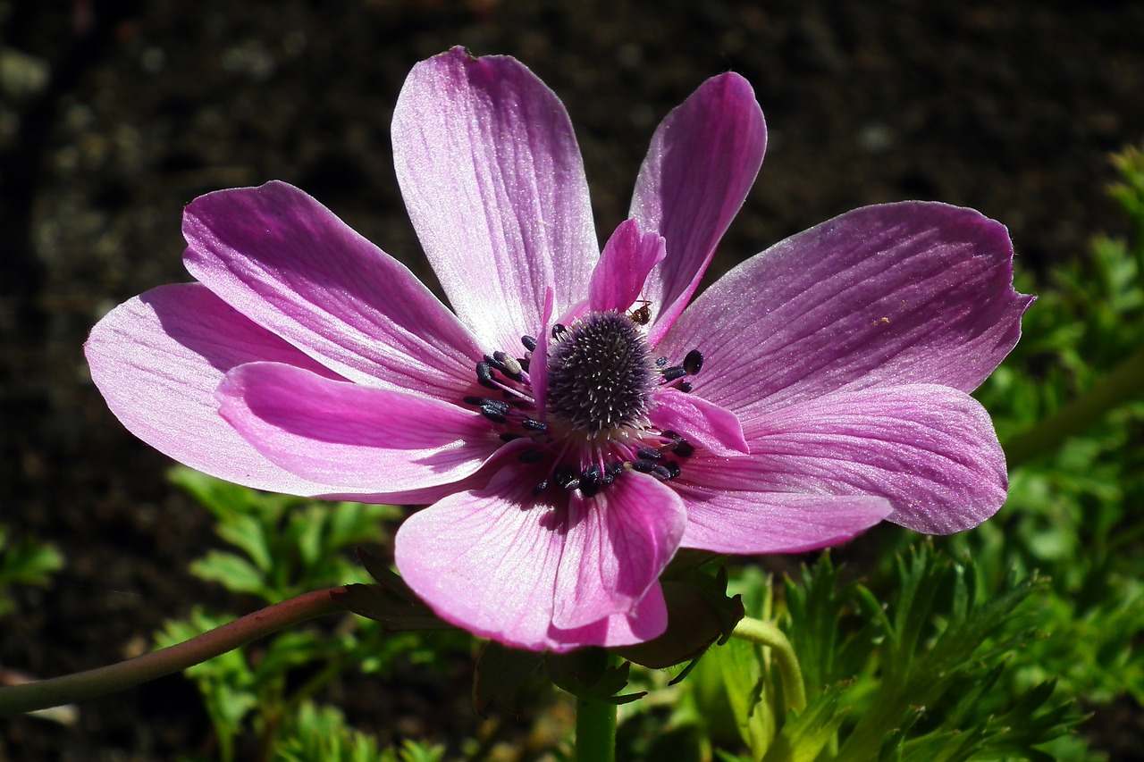 Gėlė,  Anemone,  Rožinis,  Pobūdį,  Sodas, Nemokamos Nuotraukos,  Nemokama Licenzija