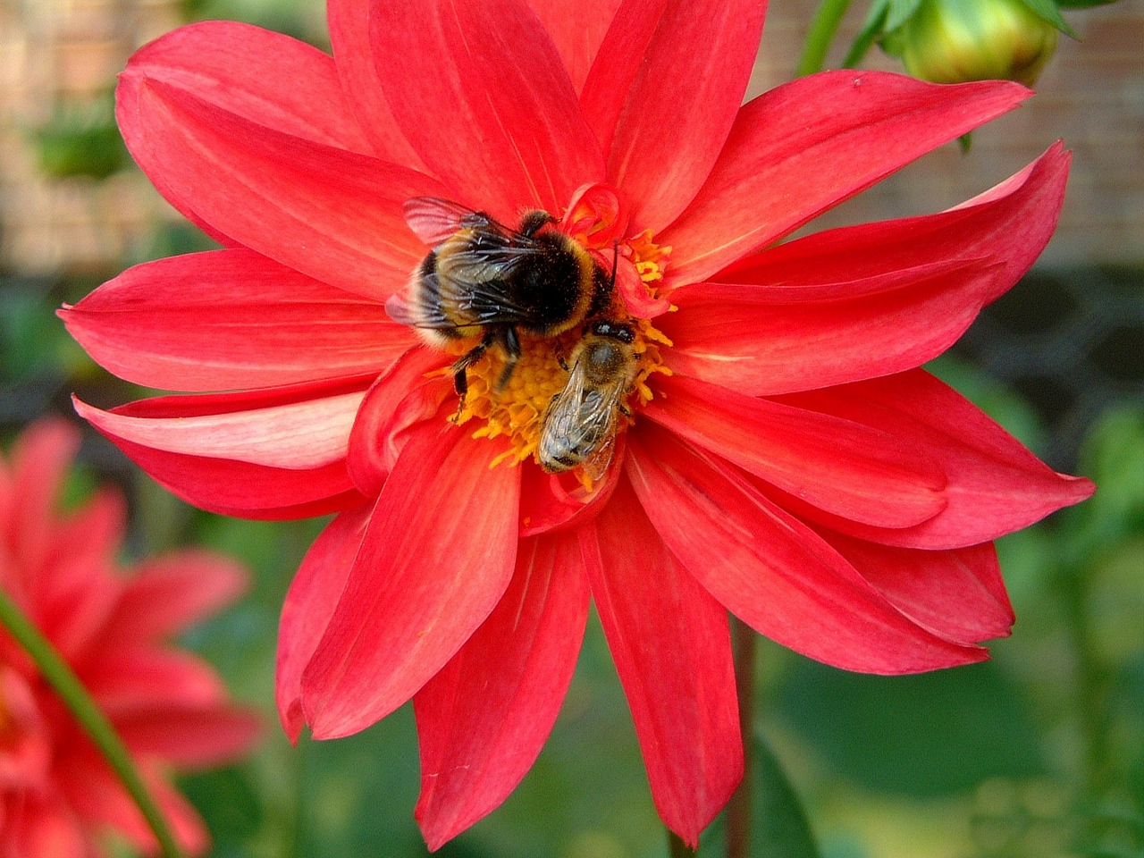 Gėlė, Vabzdys, Gamta, Raudona, Uždaryti, Hummel, Bičių, Dahlia, Žiedas, Žydėti