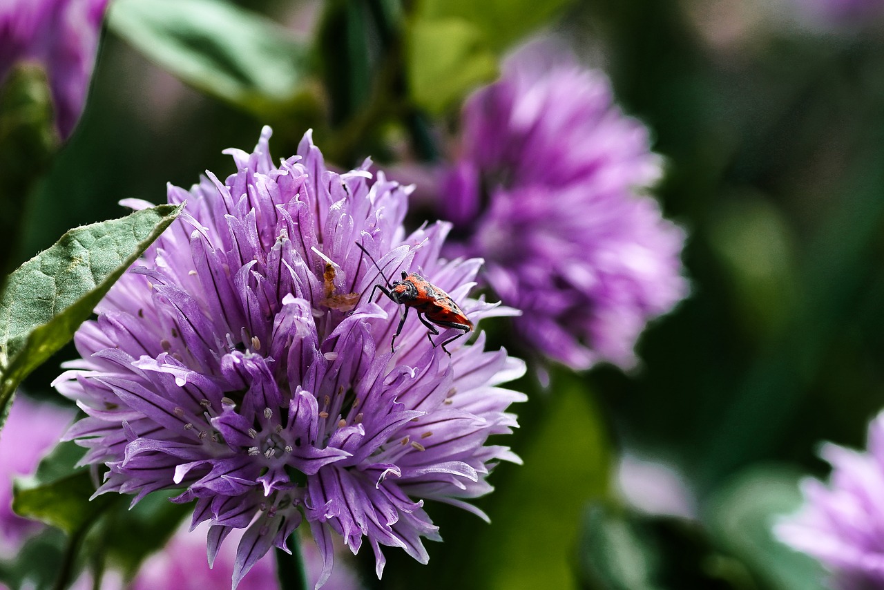 Gėlė,  Žirniai,  Žolės,  Makro,  Violetinė,  Kvapnieji,  Aromatinis Augalų,  Sodas,  Allium, Nemokamos Nuotraukos