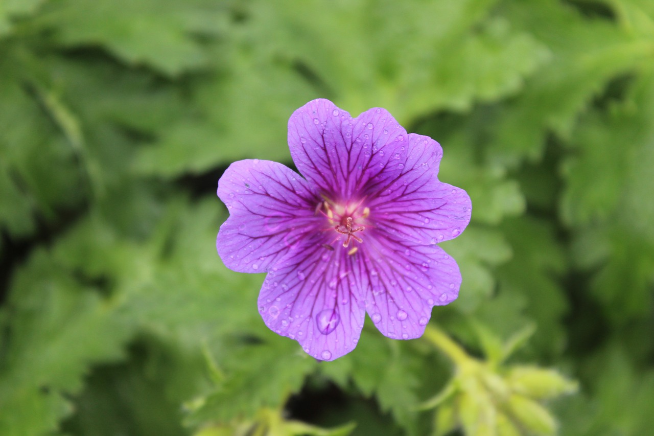 Gėlė,  Violetinė Gėlė,  Augalų,  Violetinė,  Iš Arti,  Lietus, Nemokamos Nuotraukos,  Nemokama Licenzija