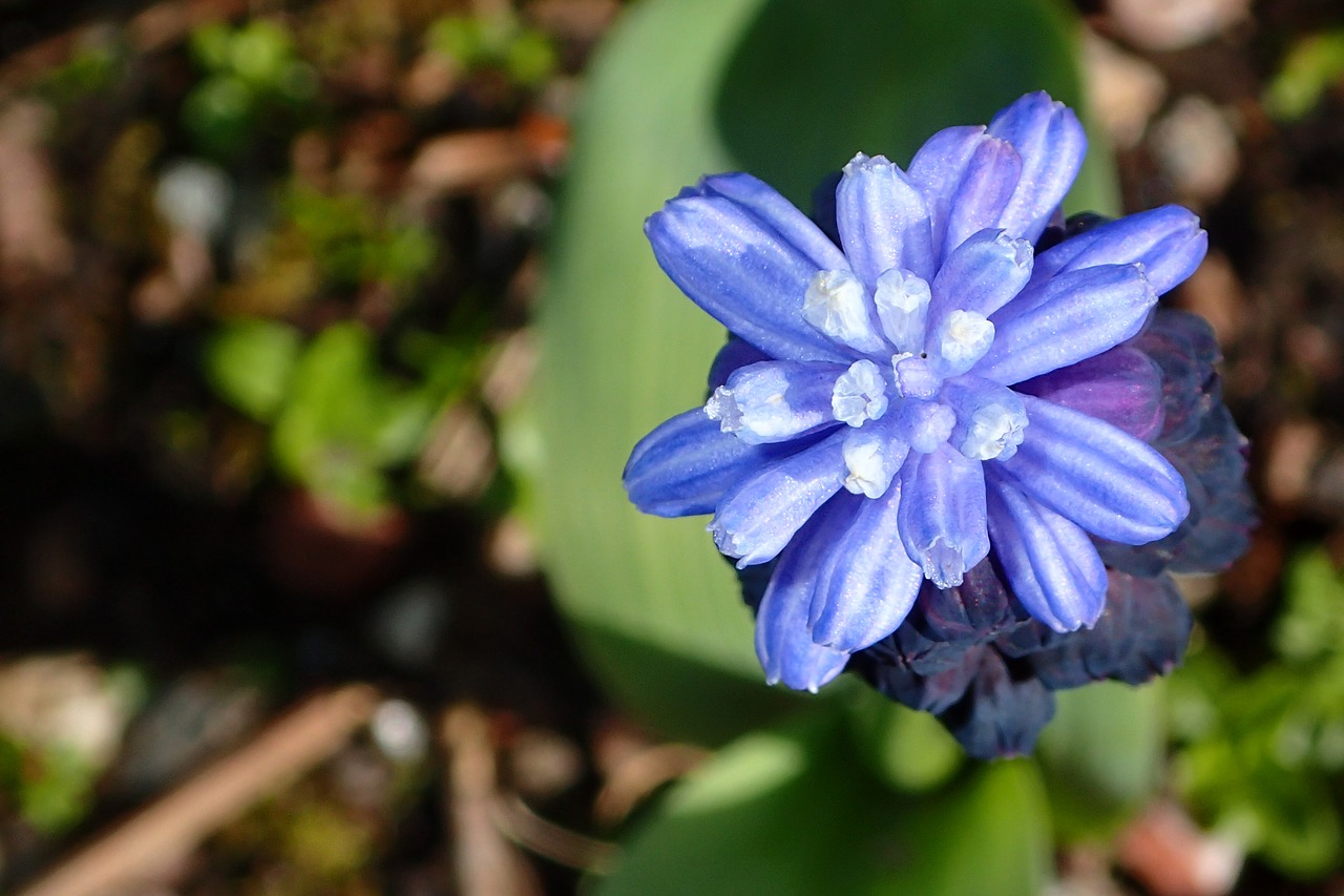 Gėlė,  Muscari,  Violetinė,  Lemputės,  Sodas,  Pavasaris,  Sodininkystė,  Žydi,  Gamta, Nemokamos Nuotraukos