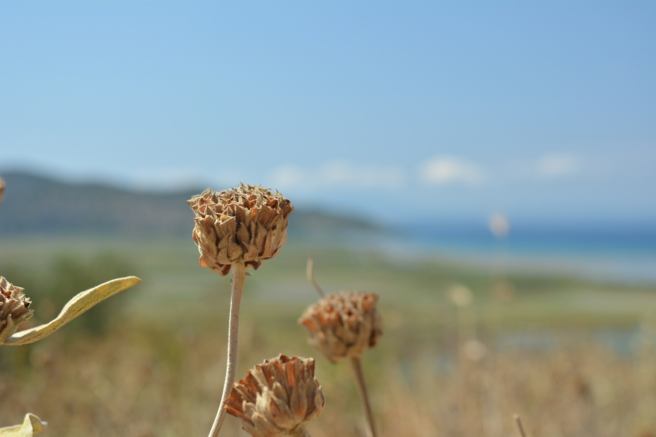 Gėlė,  Albanija,  Gėlės,  Žydi,  Pobūdį,  Laukinių Gėlių,  Geltona,  Geltona Gėlė,  Spalva, Nemokamos Nuotraukos