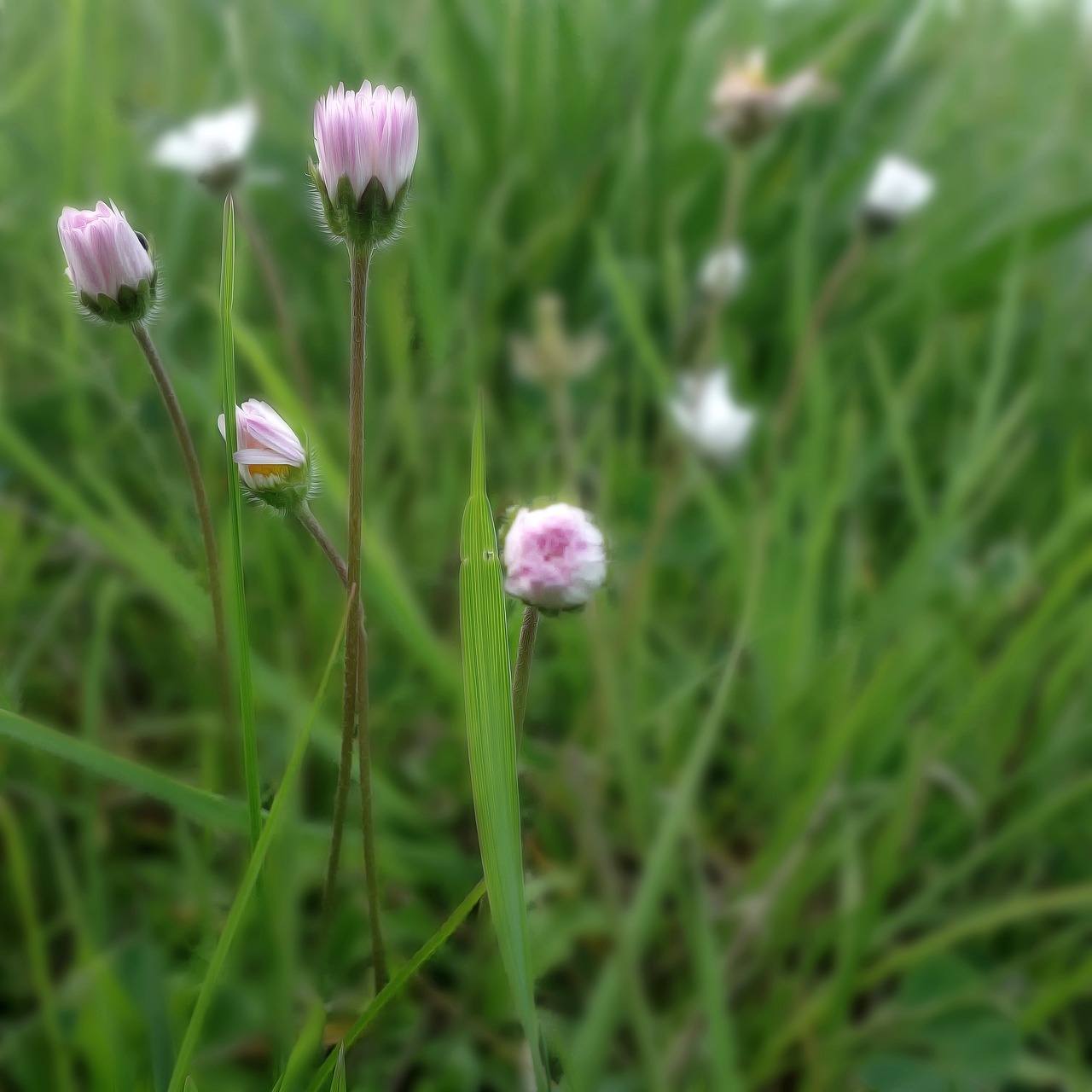 Gėlė,  Žiedas,  Žydi,  Meadow,  Augalų,  Augmenija, Nemokamos Nuotraukos,  Nemokama Licenzija