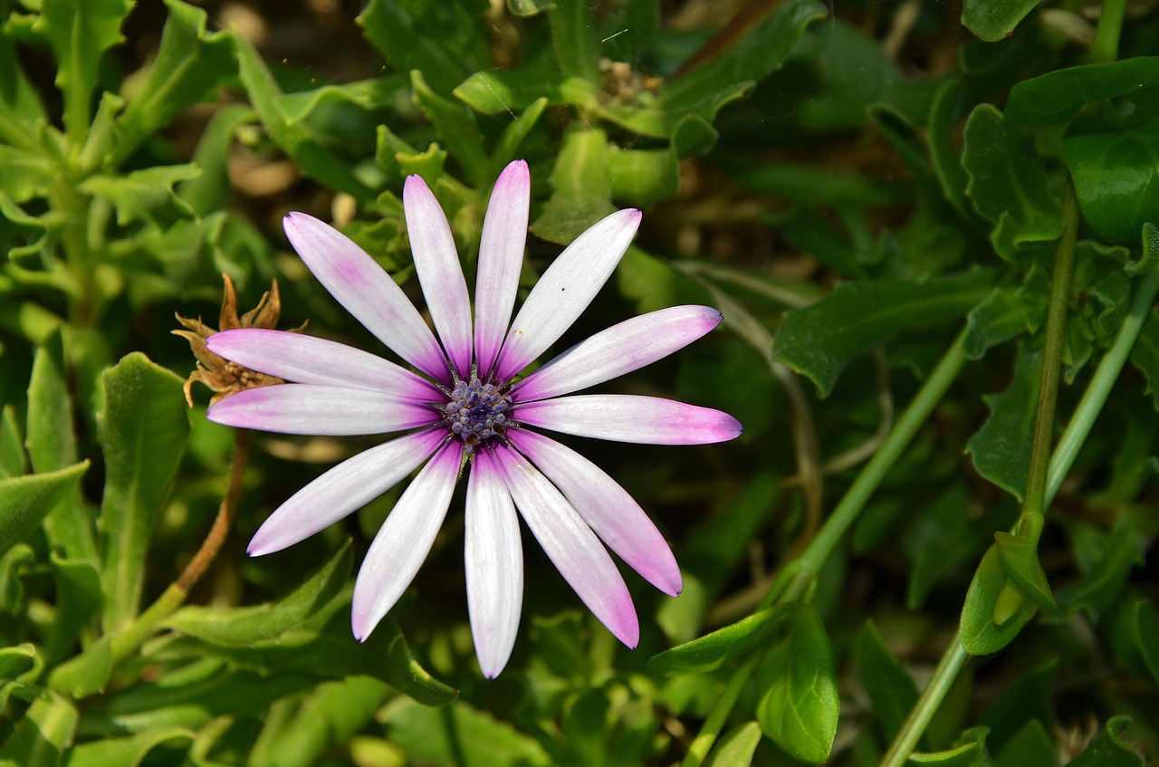 Gėlė,  Pavasaris,  Vasara,  Gėlių,  Lapų,  Pobūdį,  Žalias,  Žiedas,  Violetinė,  Violetinė