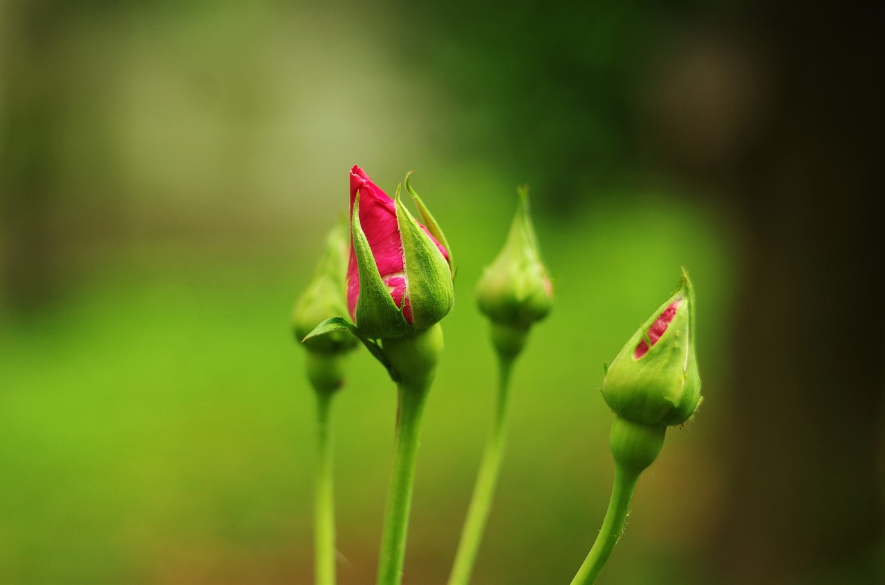 Gėlė,  Išaugo,  Išaugo,  Rosebud,  Kaina,  Pumpurai, Nemokamos Nuotraukos,  Nemokama Licenzija