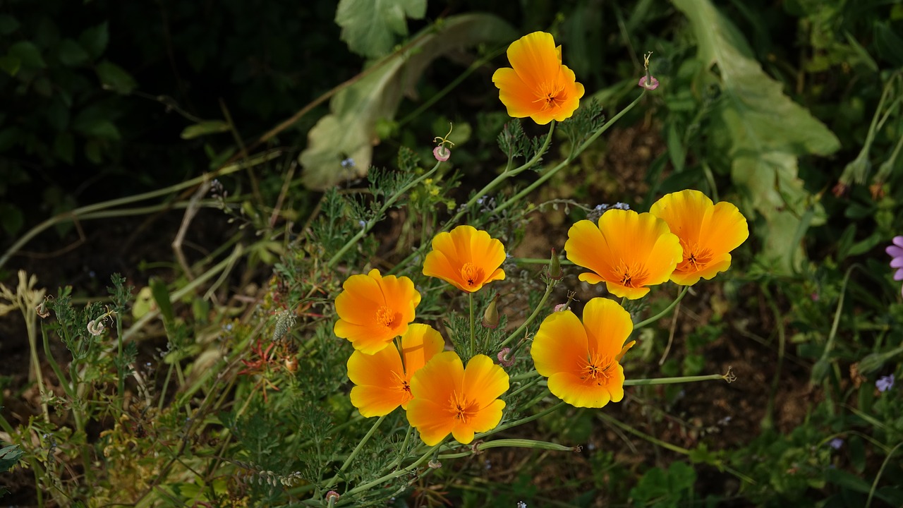 Gėlė,  Nerimauti,  Calendula Officinalis, Nemokamos Nuotraukos,  Nemokama Licenzija