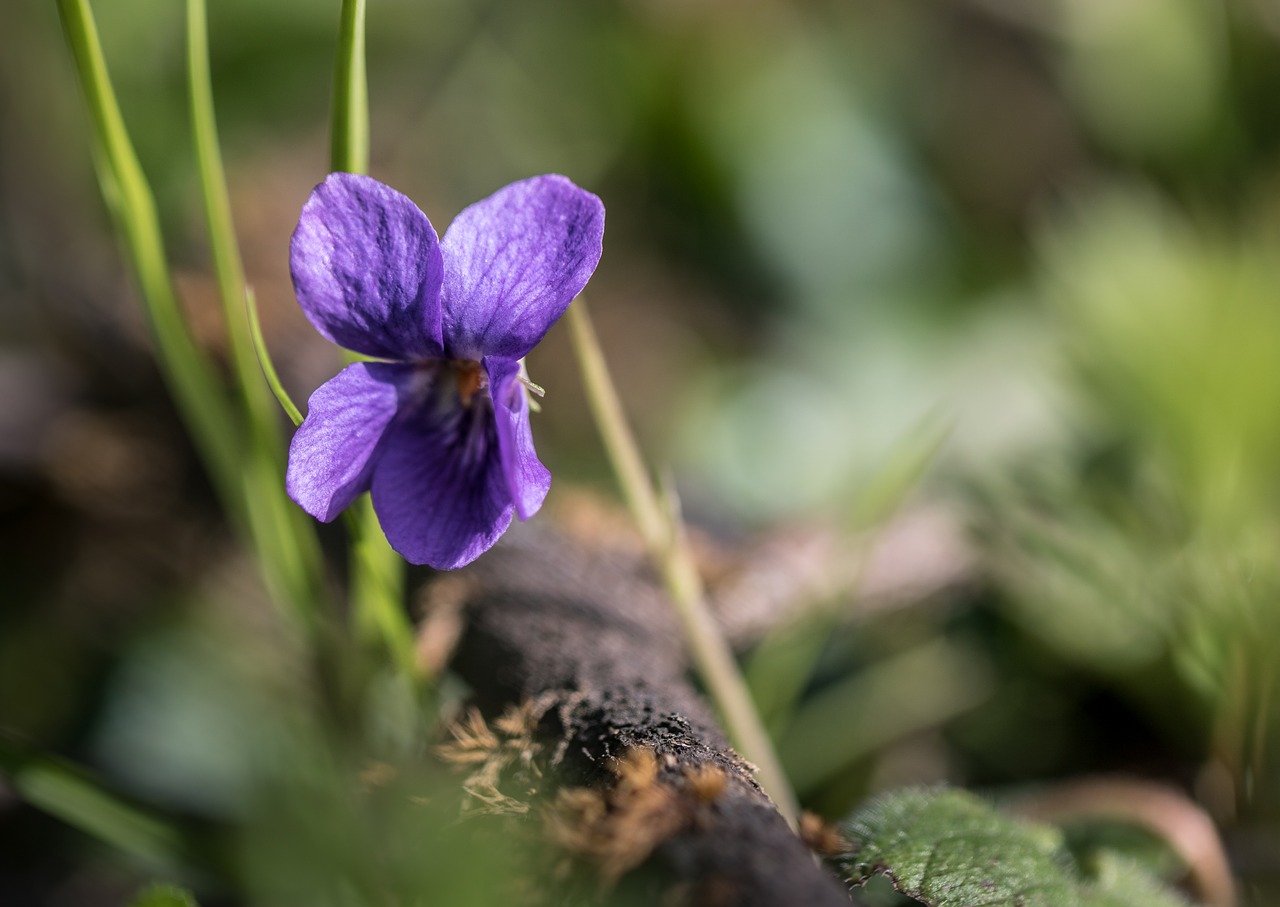 Gėlė,  Violetinė, Nemokamos Nuotraukos,  Nemokama Licenzija