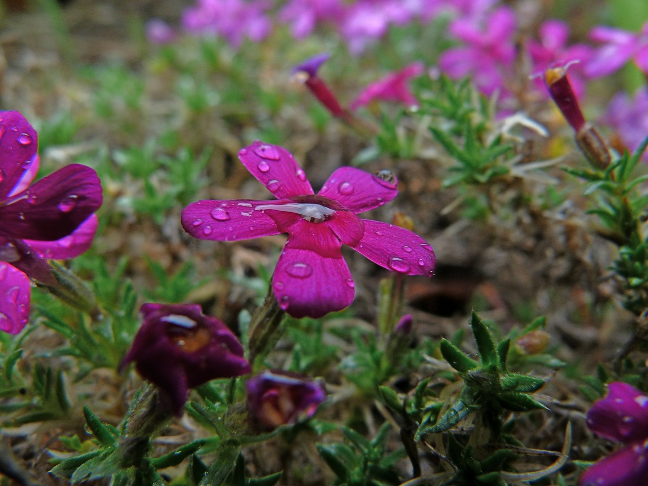 Gėlė, Gamta, Makro, Lašas, Apie, Rasa, Pavasaris, Spalva, Fushia, Mažas