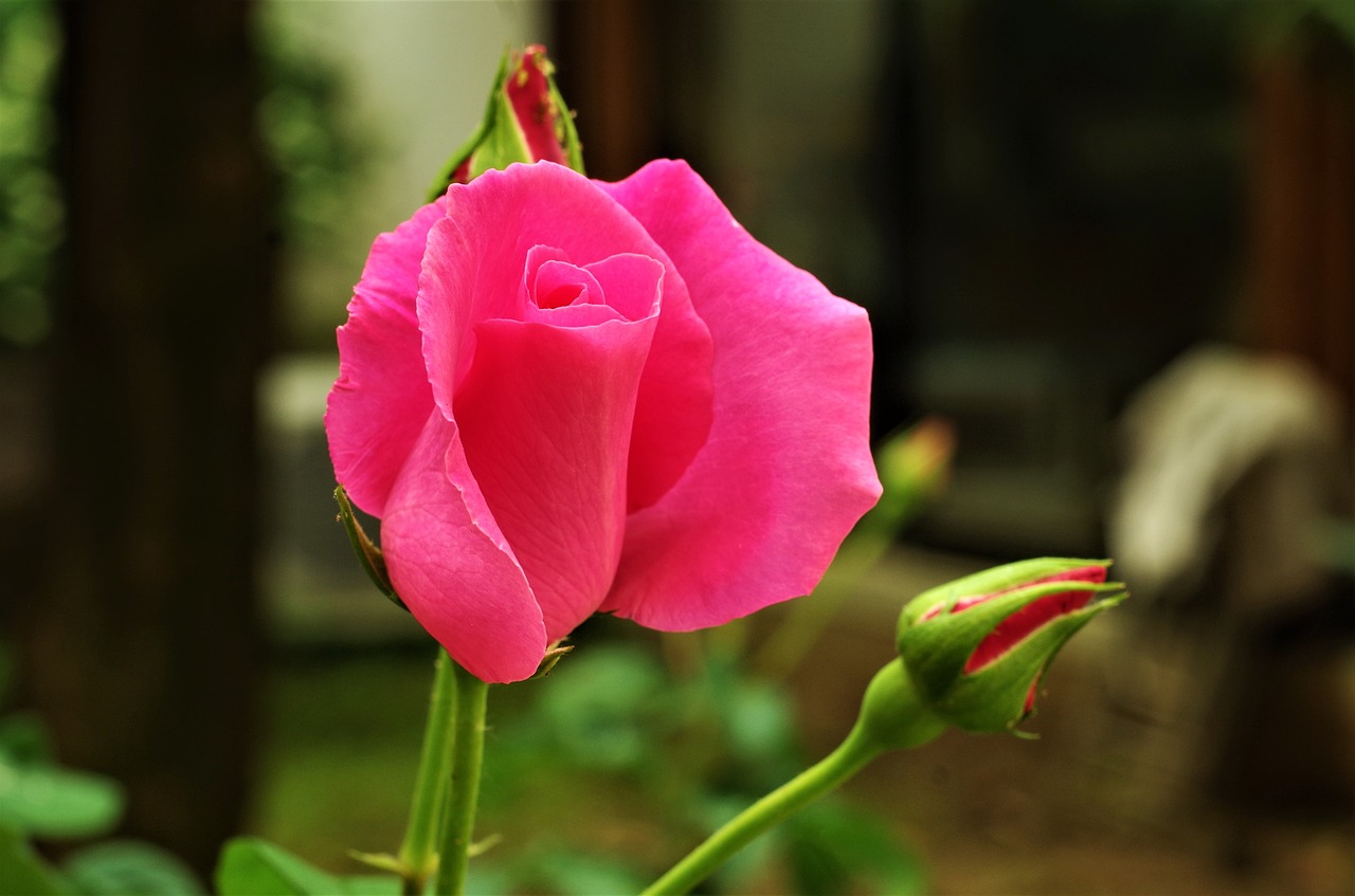 Gėlė,  Rosa,  Rožinė Rožė, Nemokamos Nuotraukos,  Nemokama Licenzija