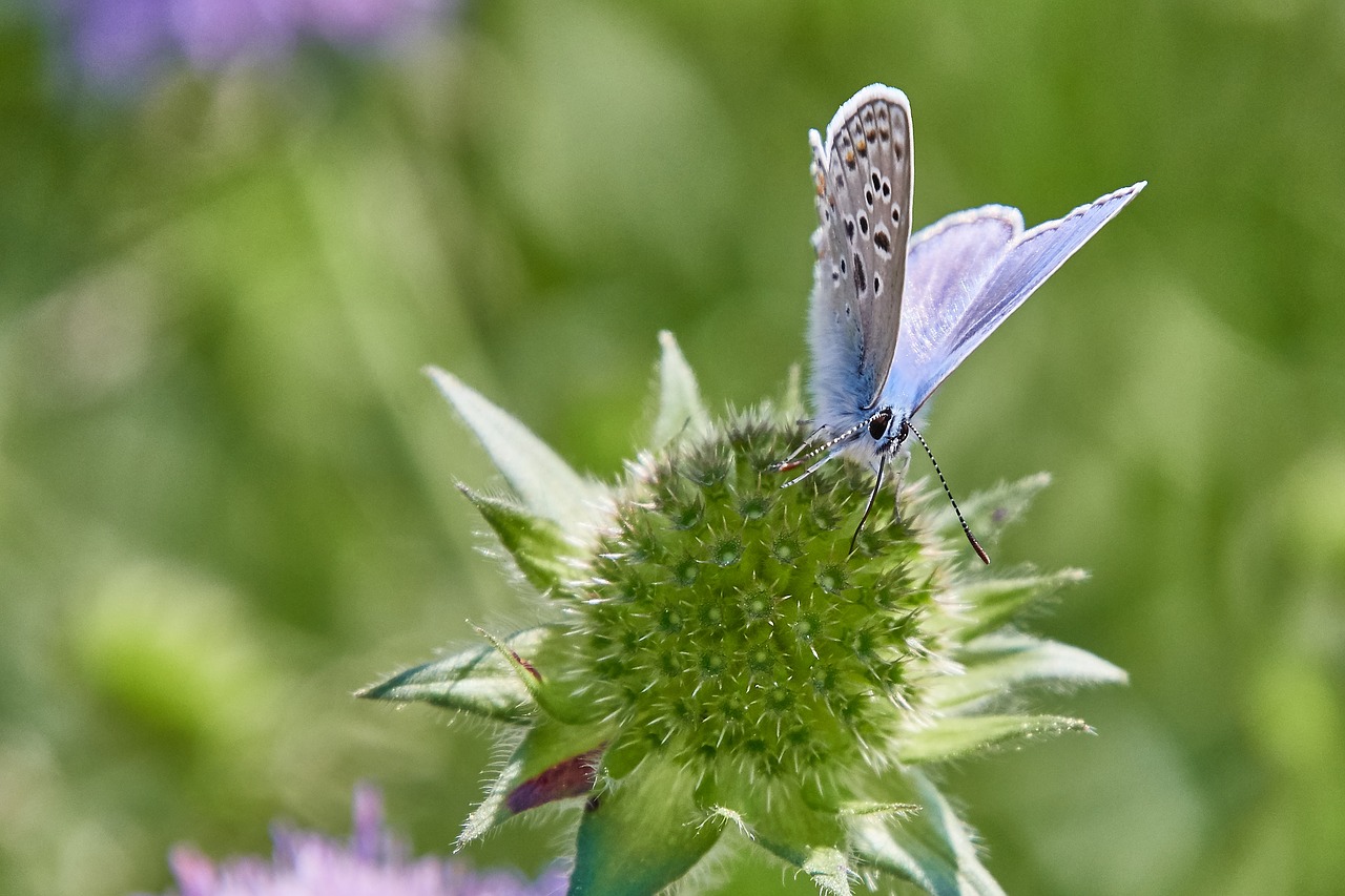 Gėlė,  Drugelis,  Žiedas,  Žydi,  Vabzdys,  Pobūdį,  Rožinis,  Makro, Nemokamos Nuotraukos,  Nemokama Licenzija