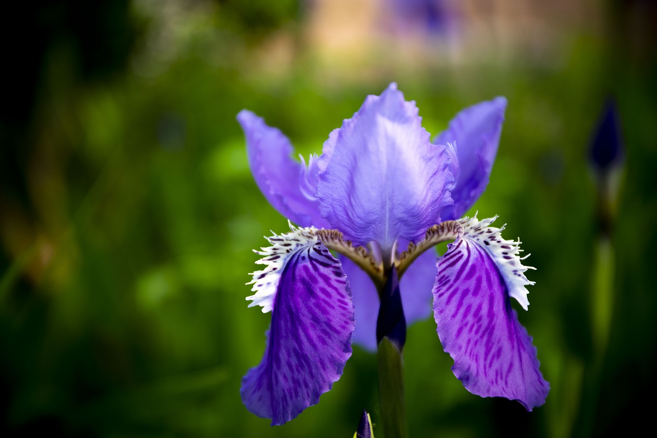 Gėlė,  Floros,  Saulės,  Pavasaris,  Žiedas,  Pobūdį,  Augalų,  Žydi,  Žiedlapis,  Violetinė