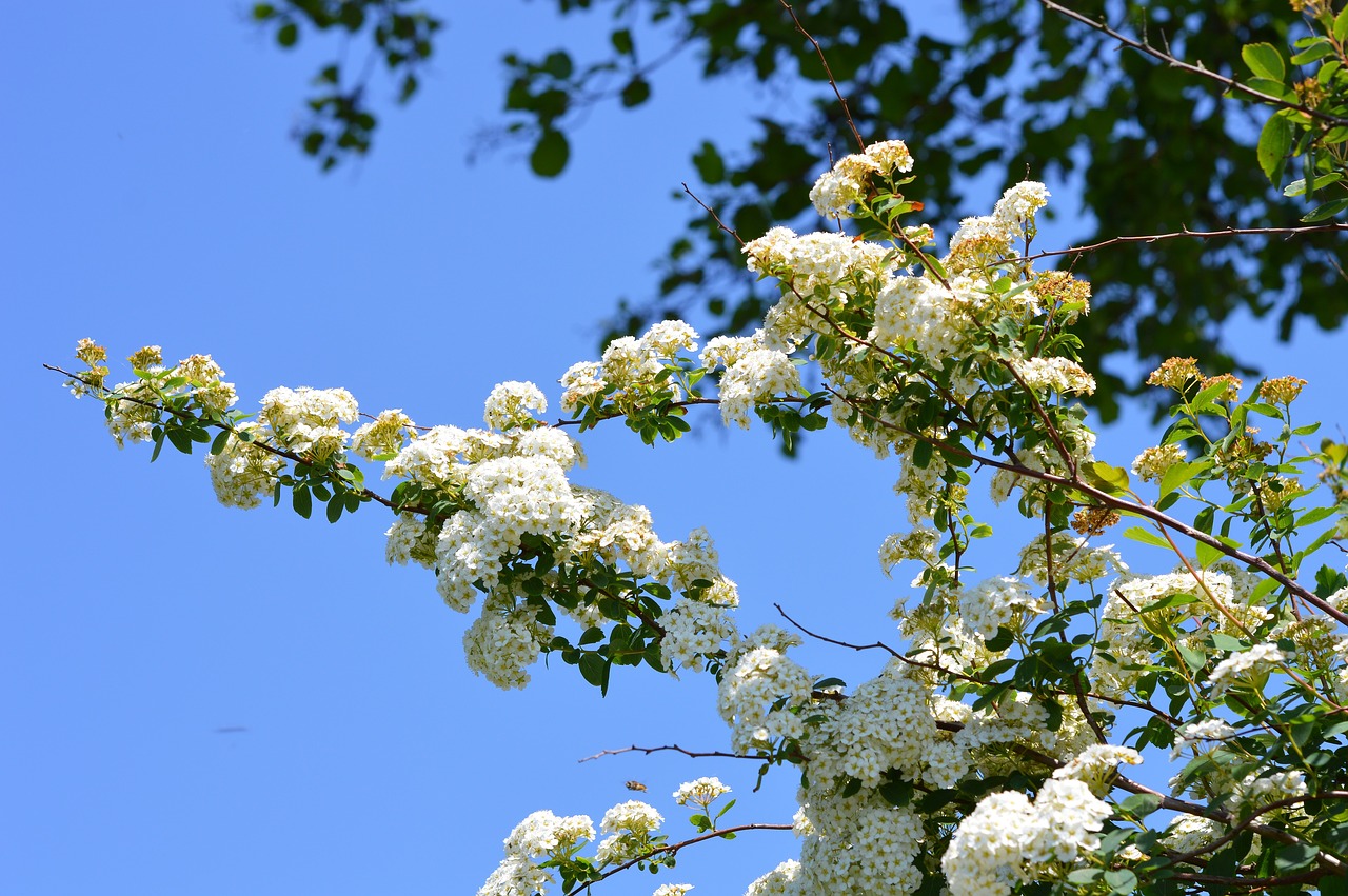 Gėlė,  Baltos Spalvos,  Spirea,  Sodas, Nemokamos Nuotraukos,  Nemokama Licenzija