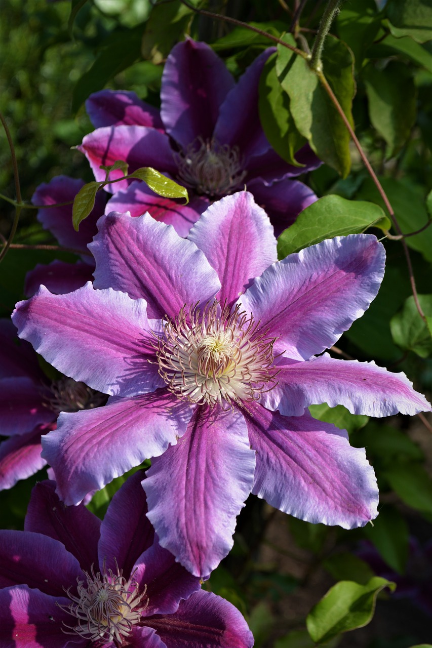 Gėlė,  Žiedas,  Žydi,  Pobūdį,  Violetinė,  Augalų,  Violetinė Gėlė,  Iš Arti,  Vasara,  Pavasaris