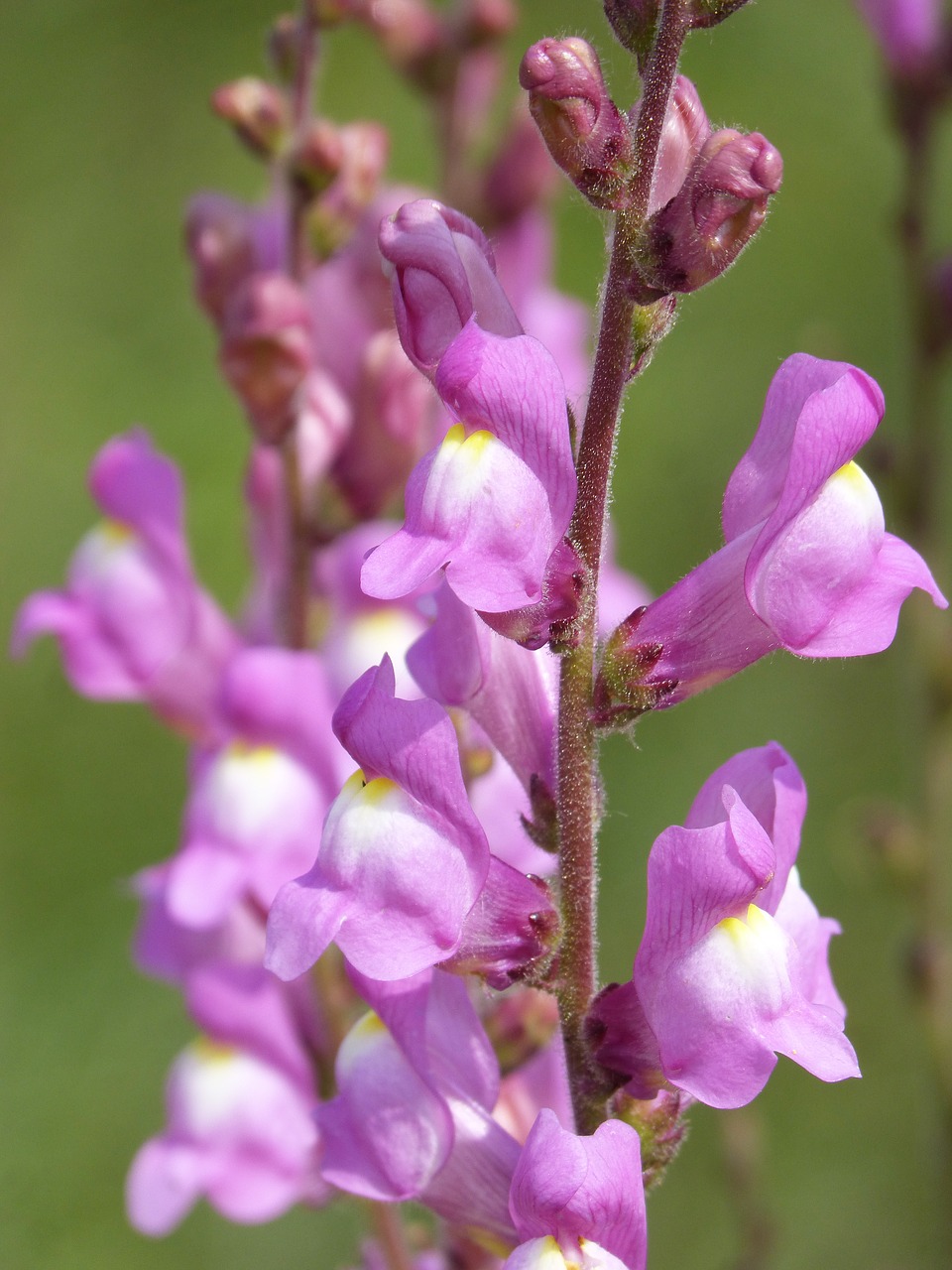 Gėlė,  Snapdragon,  Zuikučiai, Nemokamos Nuotraukos,  Nemokama Licenzija