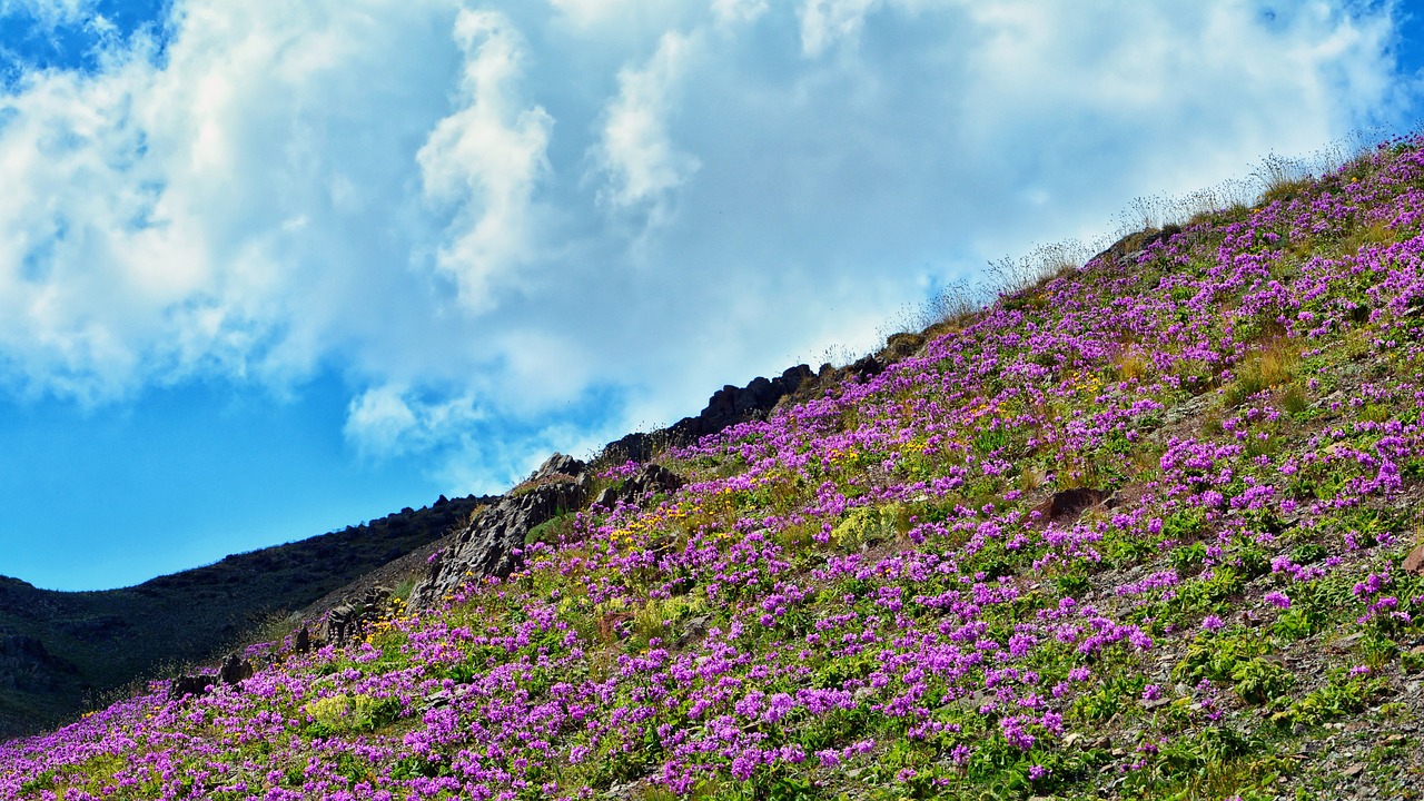 Gėlė,  Pobūdį,  Augalų,  Vasaros Gėlės,  Graži Gėlė,  Gėlės,  Highland Gėlių,  Žalias,  Violetinė,  Violetinės Gėlės