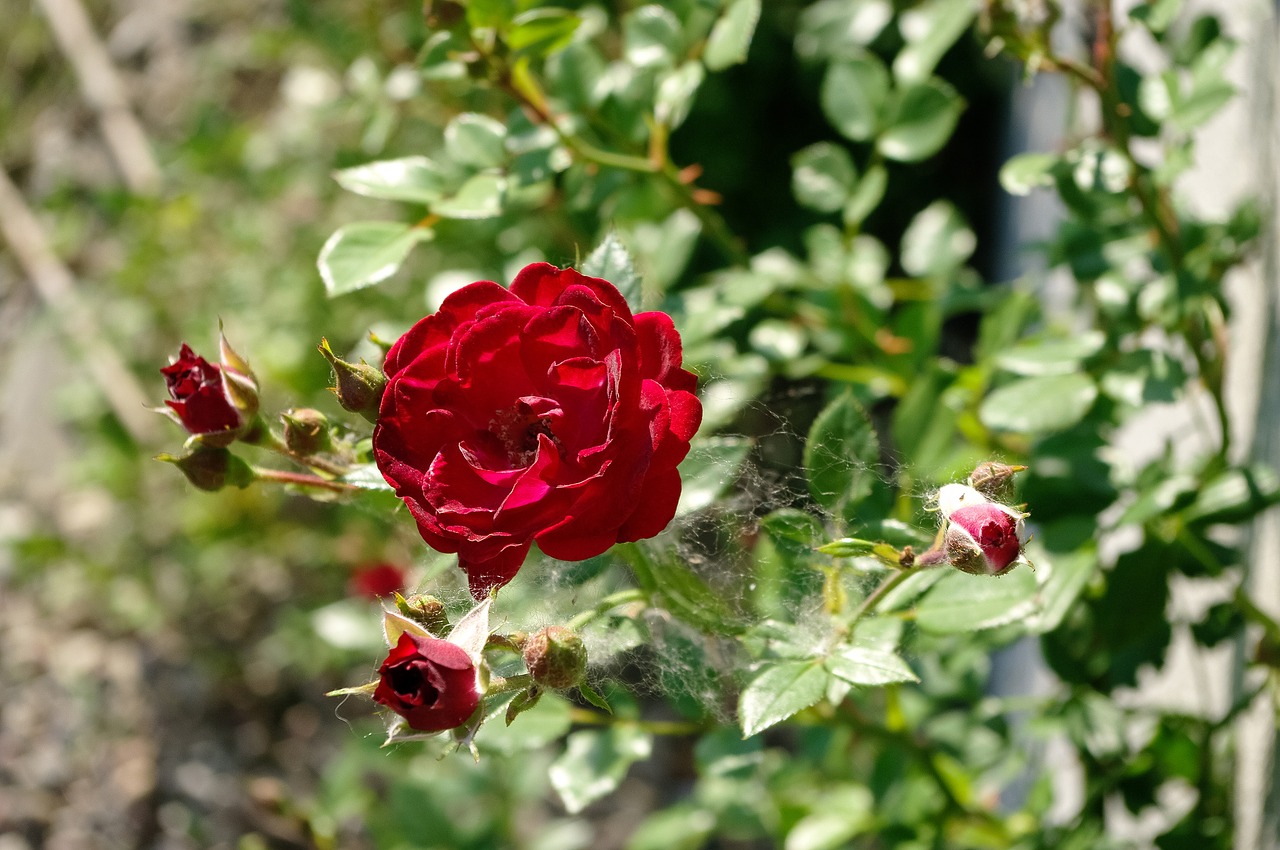 Gėlė,  Raudona Rožė, Nemokamos Nuotraukos,  Nemokama Licenzija